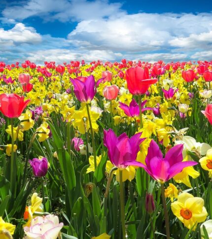 spring-awakening-1197602_1920