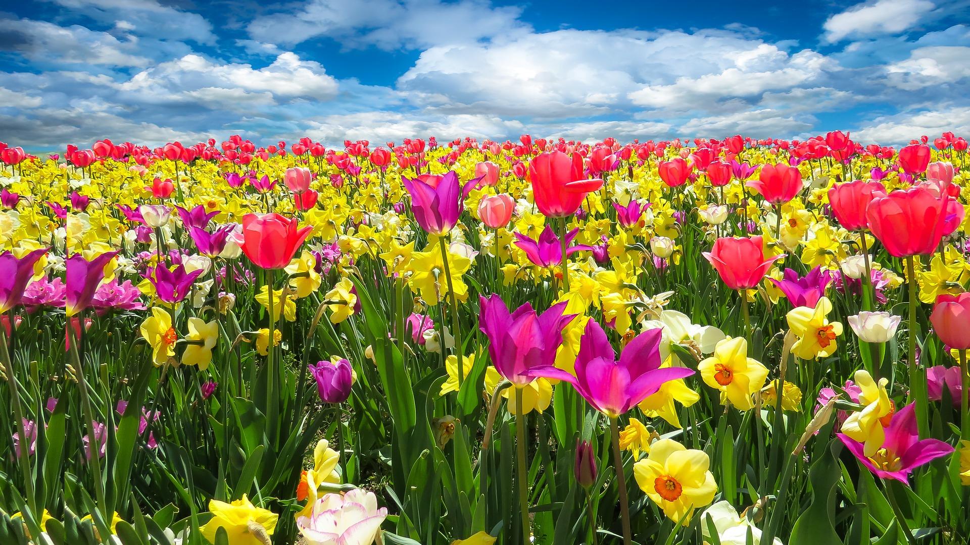 spring-awakening-1197602_1920